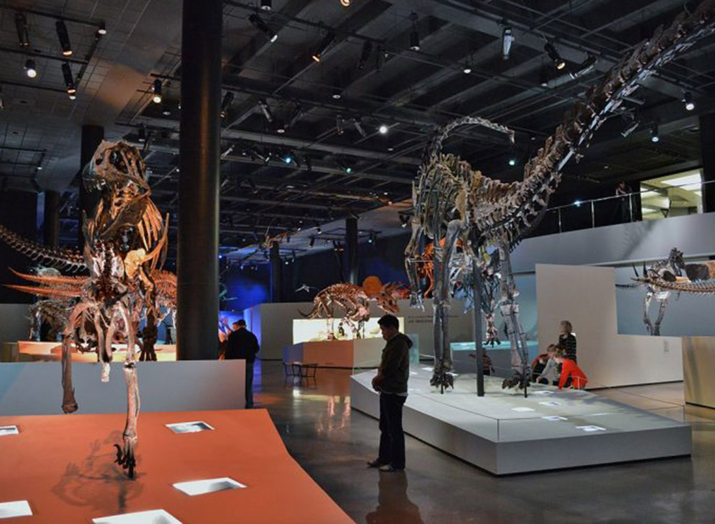 Dinosaur Museum in Houston Texas