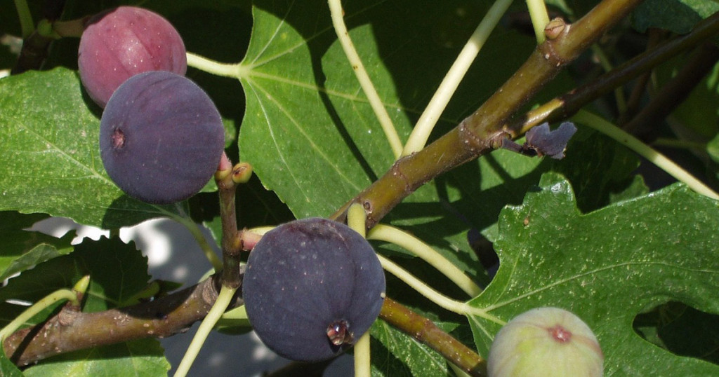 The History of Figs in Pearland