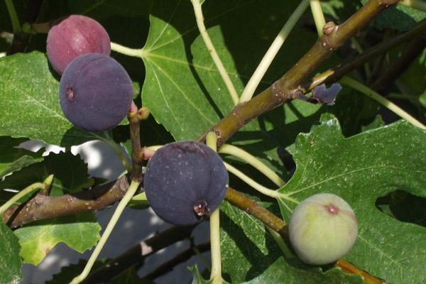Figs in Pearland | The History of Figs in Pearland