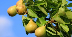 Pearland, Texas | Are there pears in Pearland?